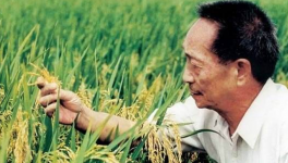 袁隆平透露超级稻最新进展：17吨/公顷 已有九成把握
